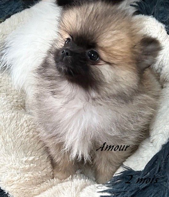 de La Licorne Des Anges - Chiots disponibles - Spitz allemand