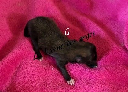 de La Licorne Des Anges - Chiots disponibles - Spitz allemand