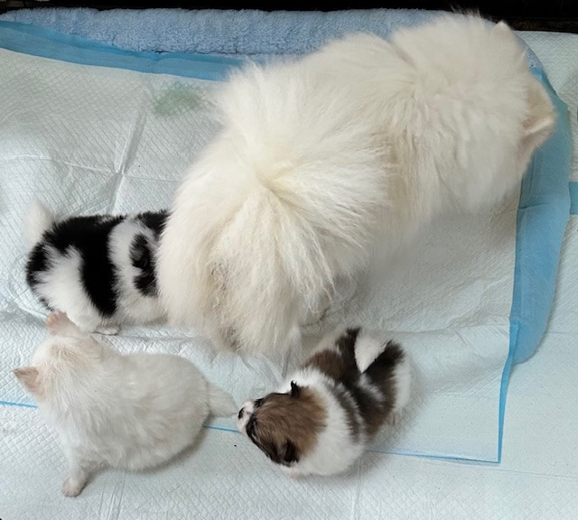 Chiot Spitz allemand de La Licorne Des Anges