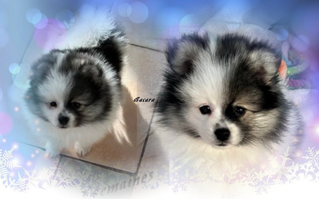 de La Licorne Des Anges - Chiots disponibles - Spitz allemand