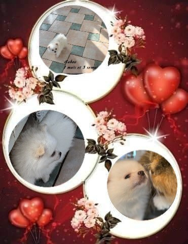 de La Licorne Des Anges - Chiots disponibles - Spitz allemand