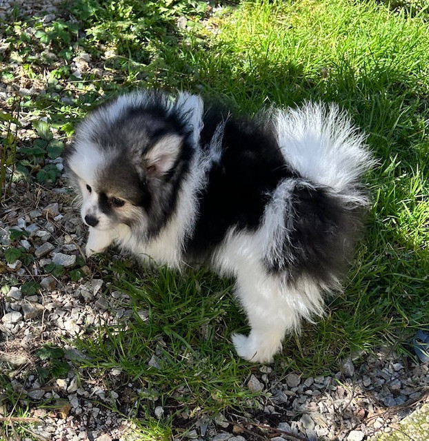 de La Licorne Des Anges - Chiots disponibles - Spitz allemand