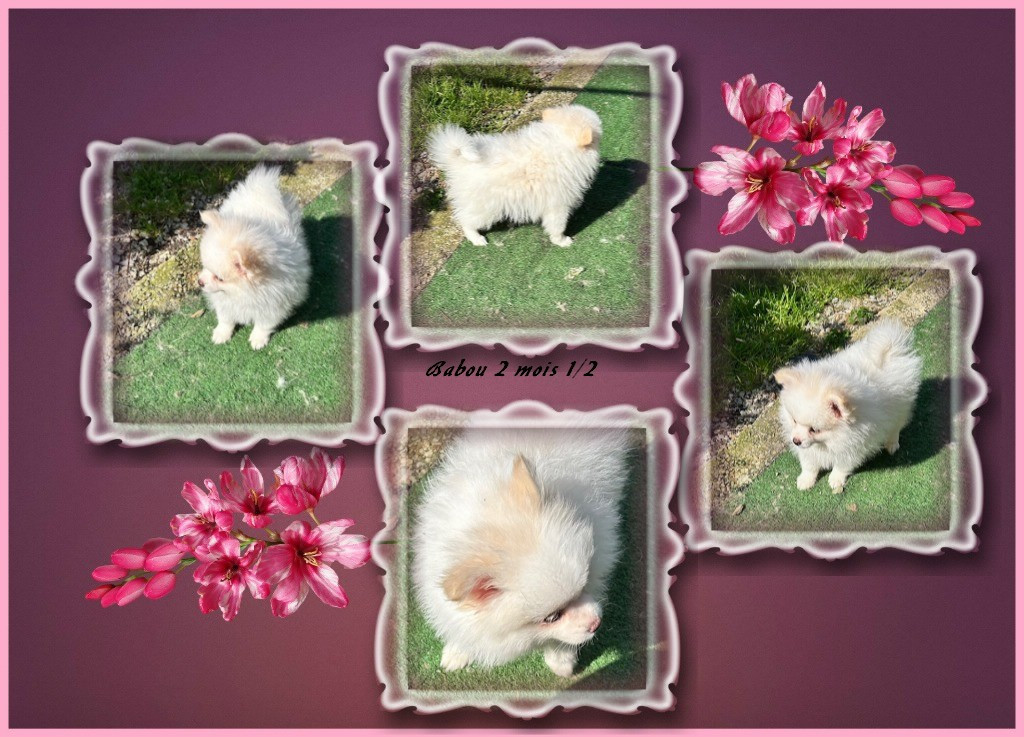 de La Licorne Des Anges - Chiots disponibles - Spitz allemand