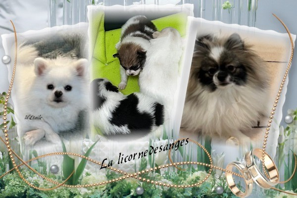Chiot Spitz allemand de La Licorne Des Anges