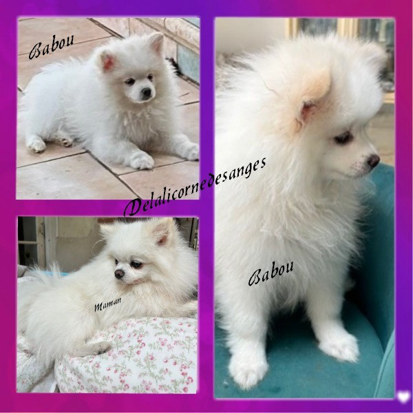 de La Licorne Des Anges - Chiots disponibles - Spitz allemand
