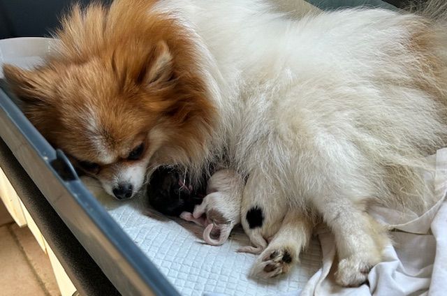 Chiot Spitz allemand de La Licorne Des Anges