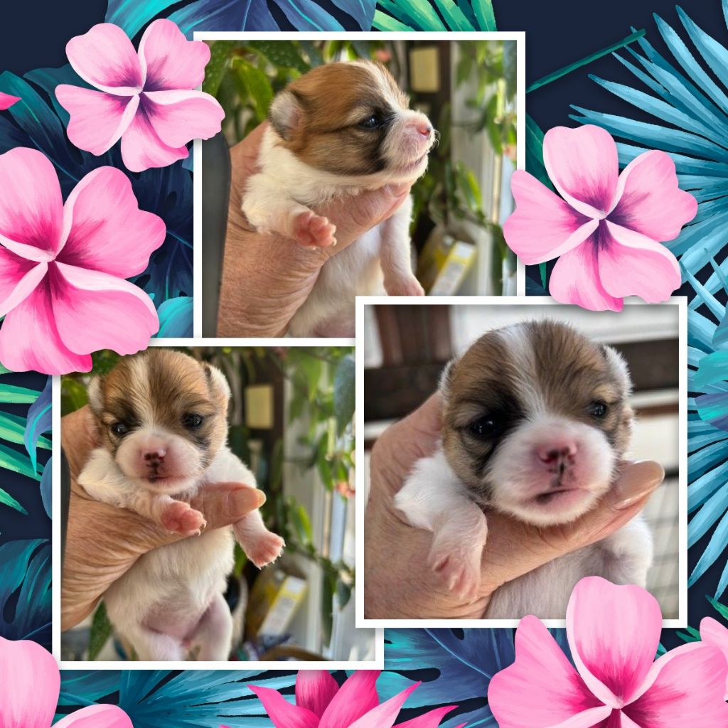de La Licorne Des Anges - Chiots disponibles - Spitz allemand