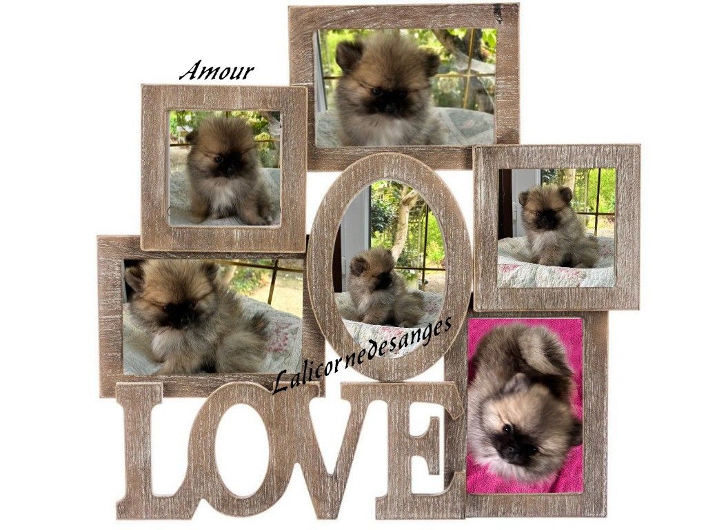de La Licorne Des Anges - Chiots disponibles - Spitz allemand