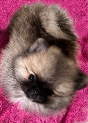 de La Licorne Des Anges - Chiots disponibles - Spitz allemand