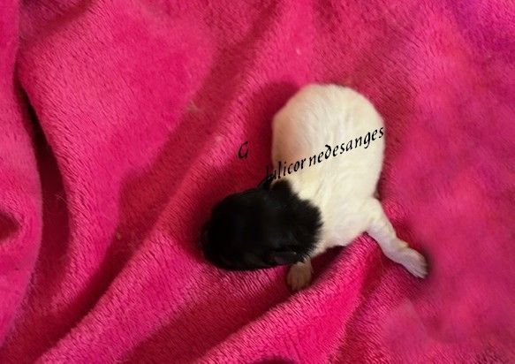 de La Licorne Des Anges - Chiots disponibles - Spitz allemand