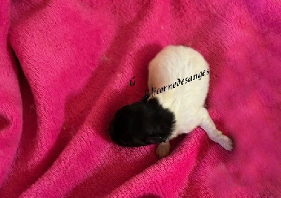 CHIOT
