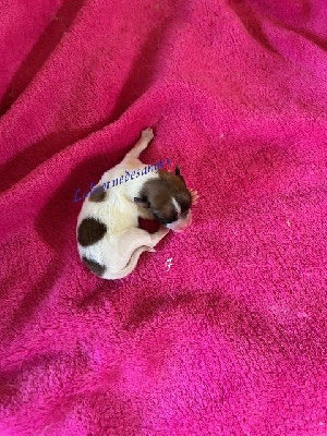 CHIOT