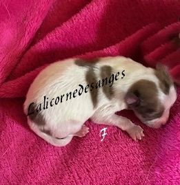 de La Licorne Des Anges - Chiots disponibles - Spitz allemand