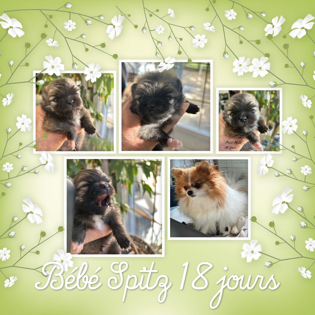 de La Licorne Des Anges - Chiots disponibles - Spitz allemand