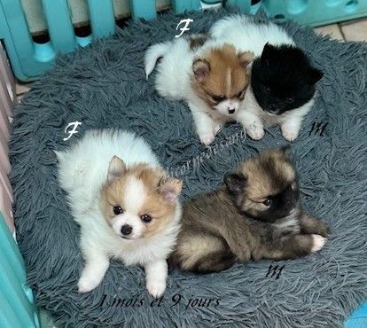 Chiot Spitz allemand de La Licorne Des Anges