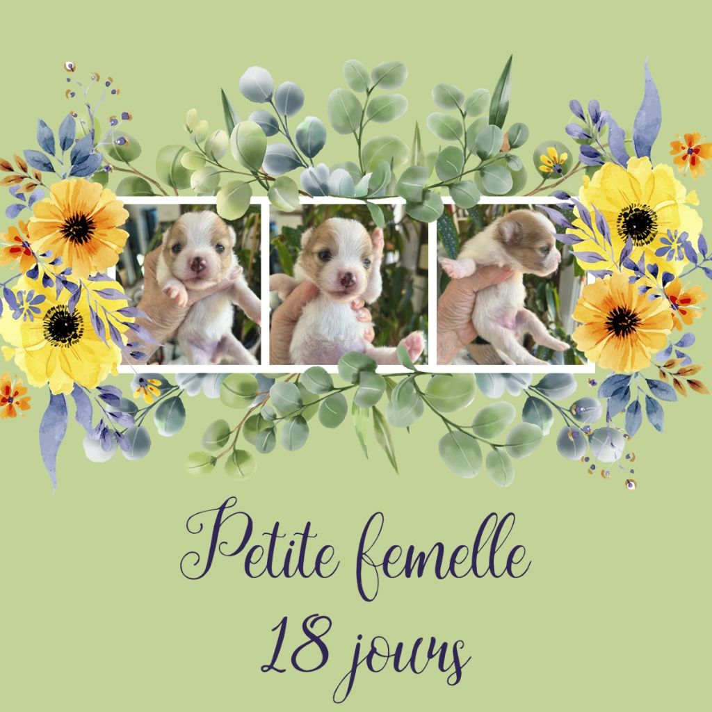 de La Licorne Des Anges - Chiots disponibles - Spitz allemand