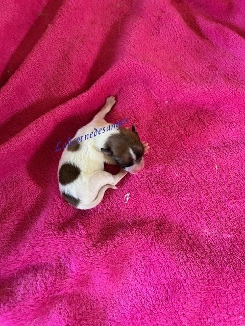 de La Licorne Des Anges - Chiots disponibles - Spitz allemand